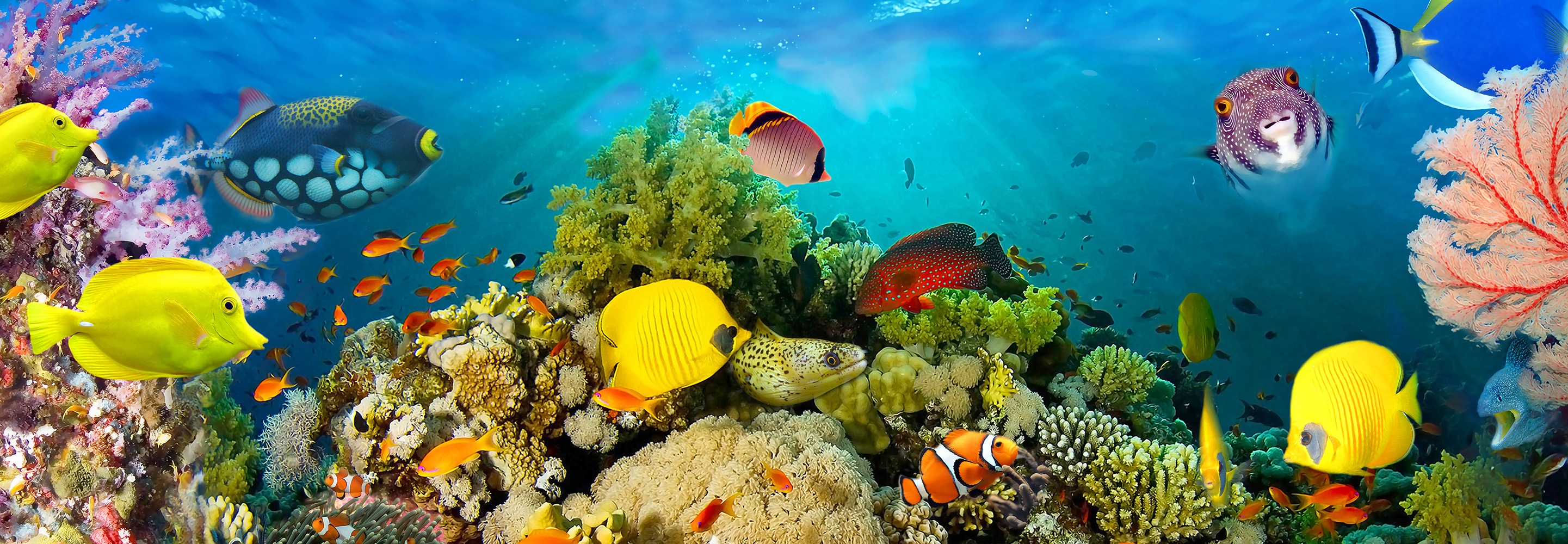 Fotomurales de 4 Modulos en Monterrey México