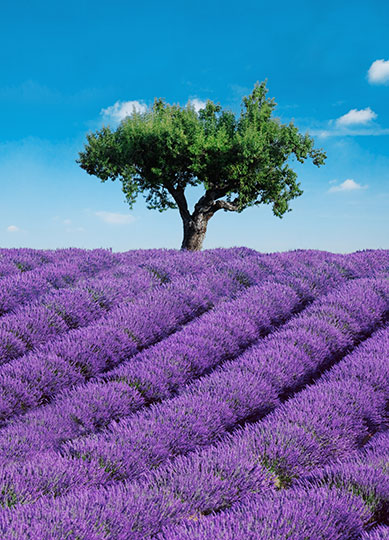 Fotomural Provenza, Flores Lavanda