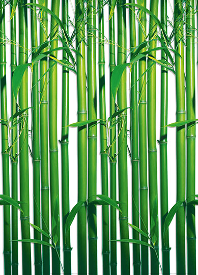Fotomural Bamboo