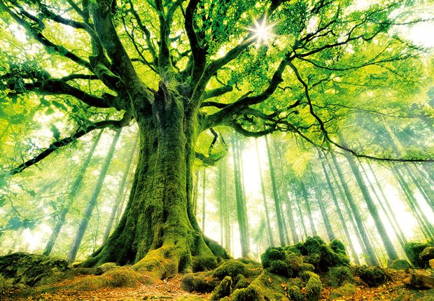 Fotomural Ponthus Beech