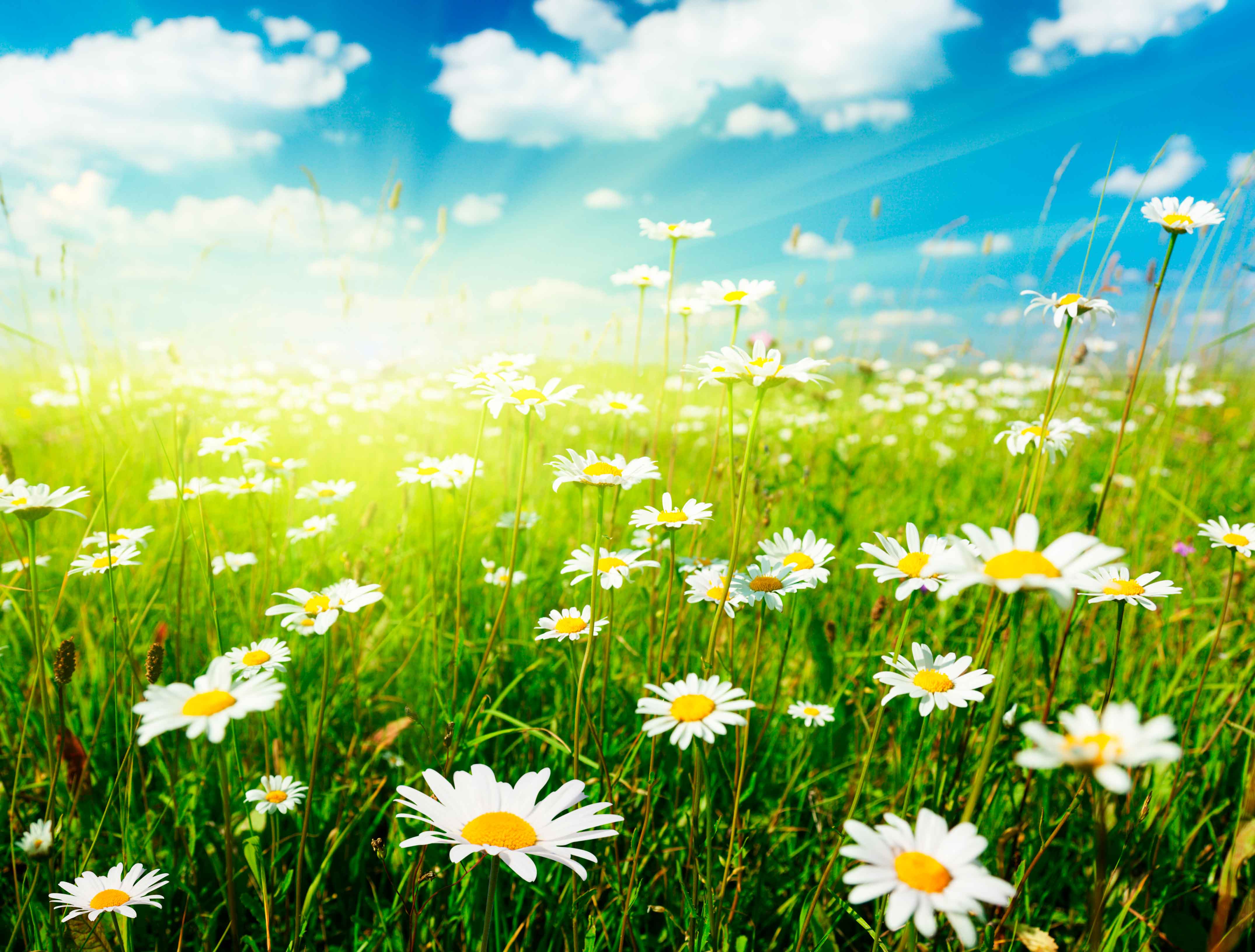 Mural Medida Personalizada