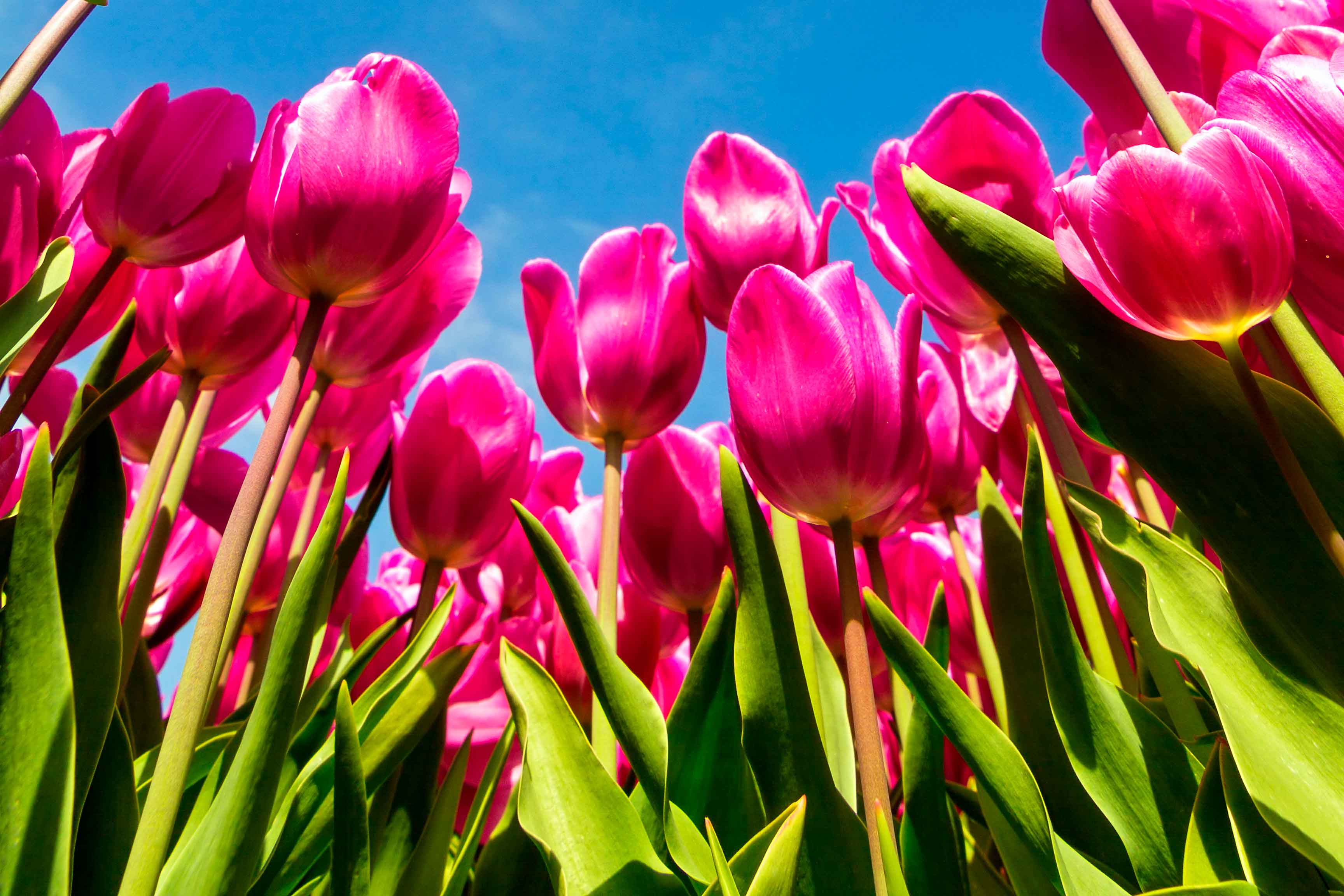 Mural Medida Personalizada