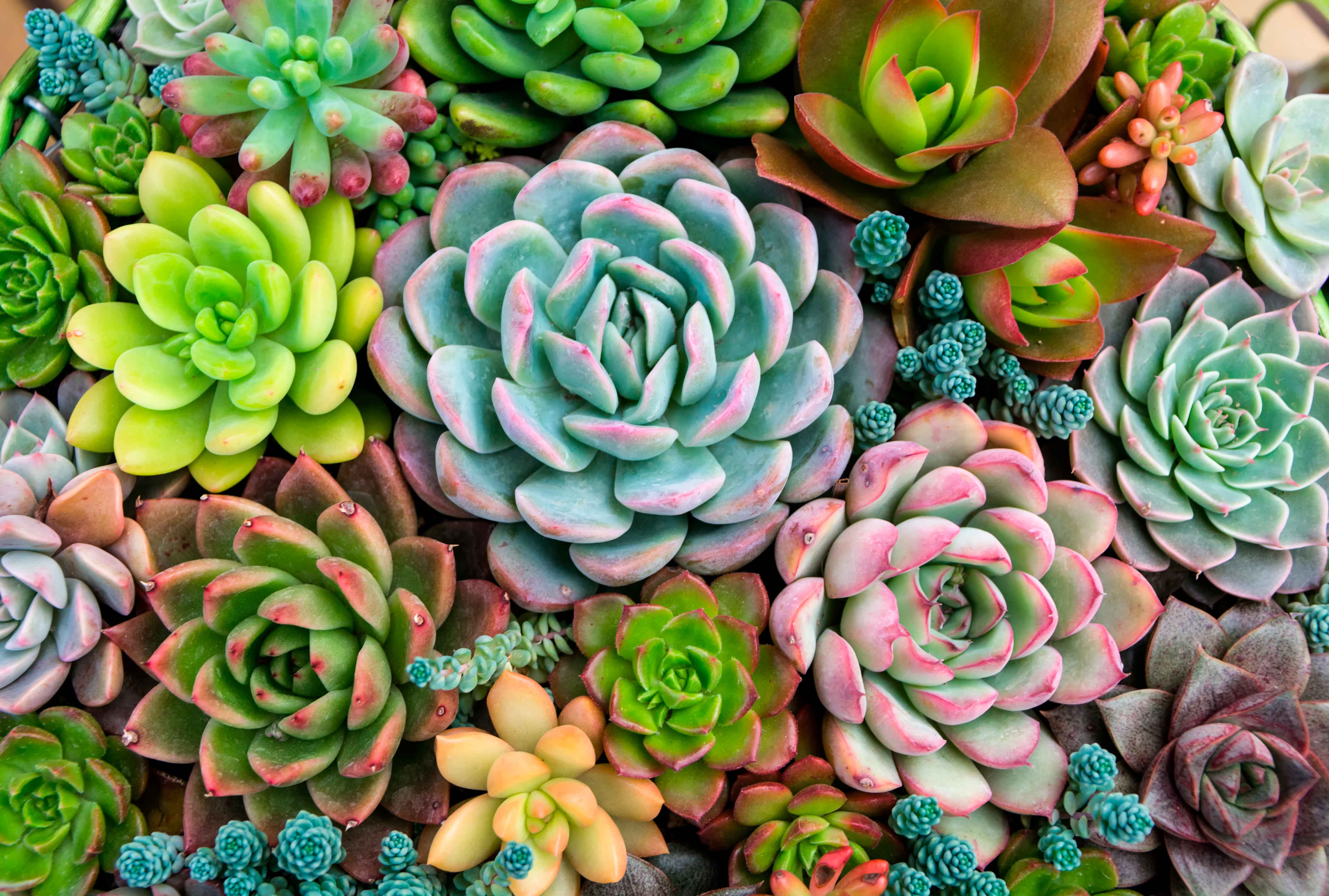 Mural Medida Personalizada