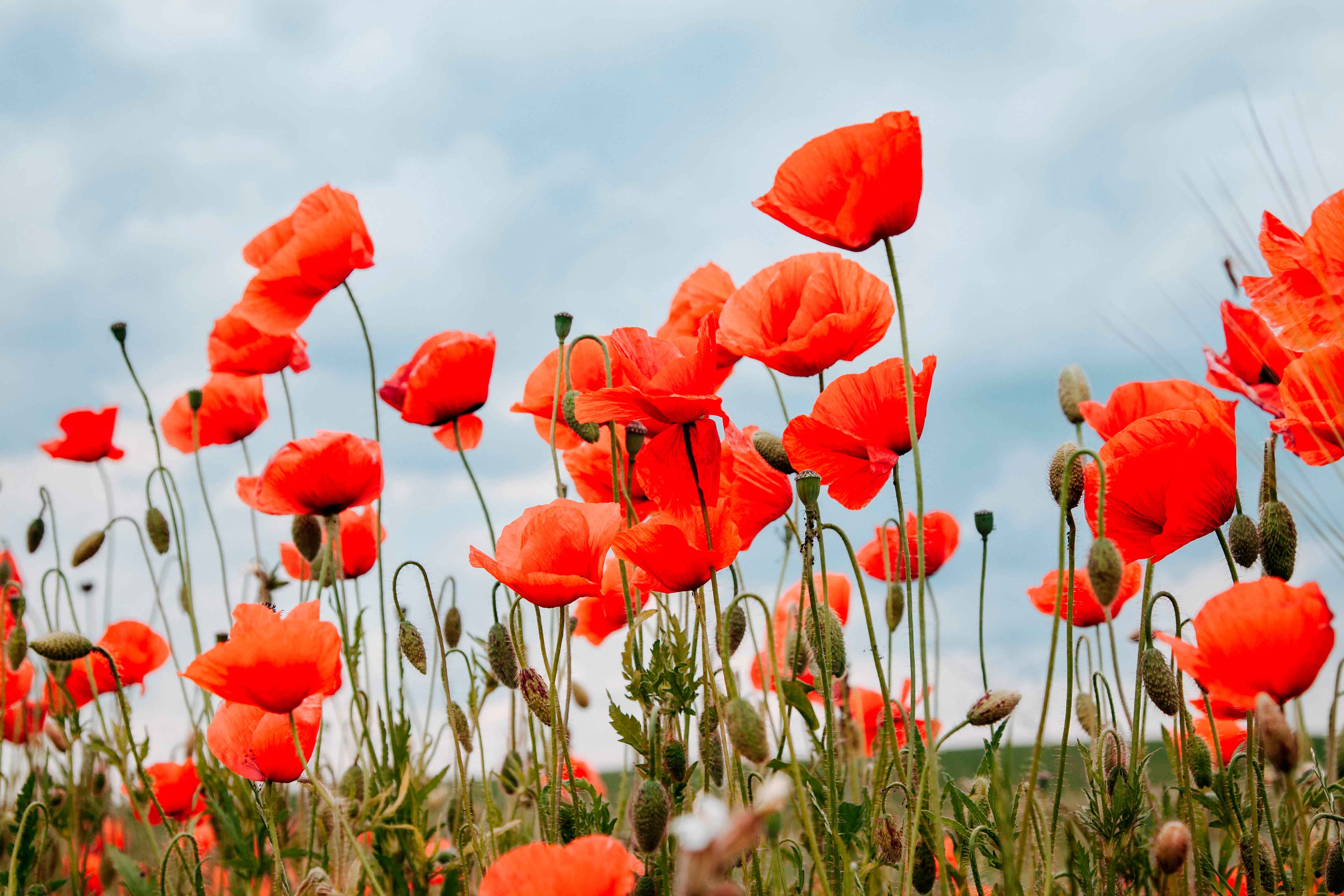 Mural Medida Personalizada