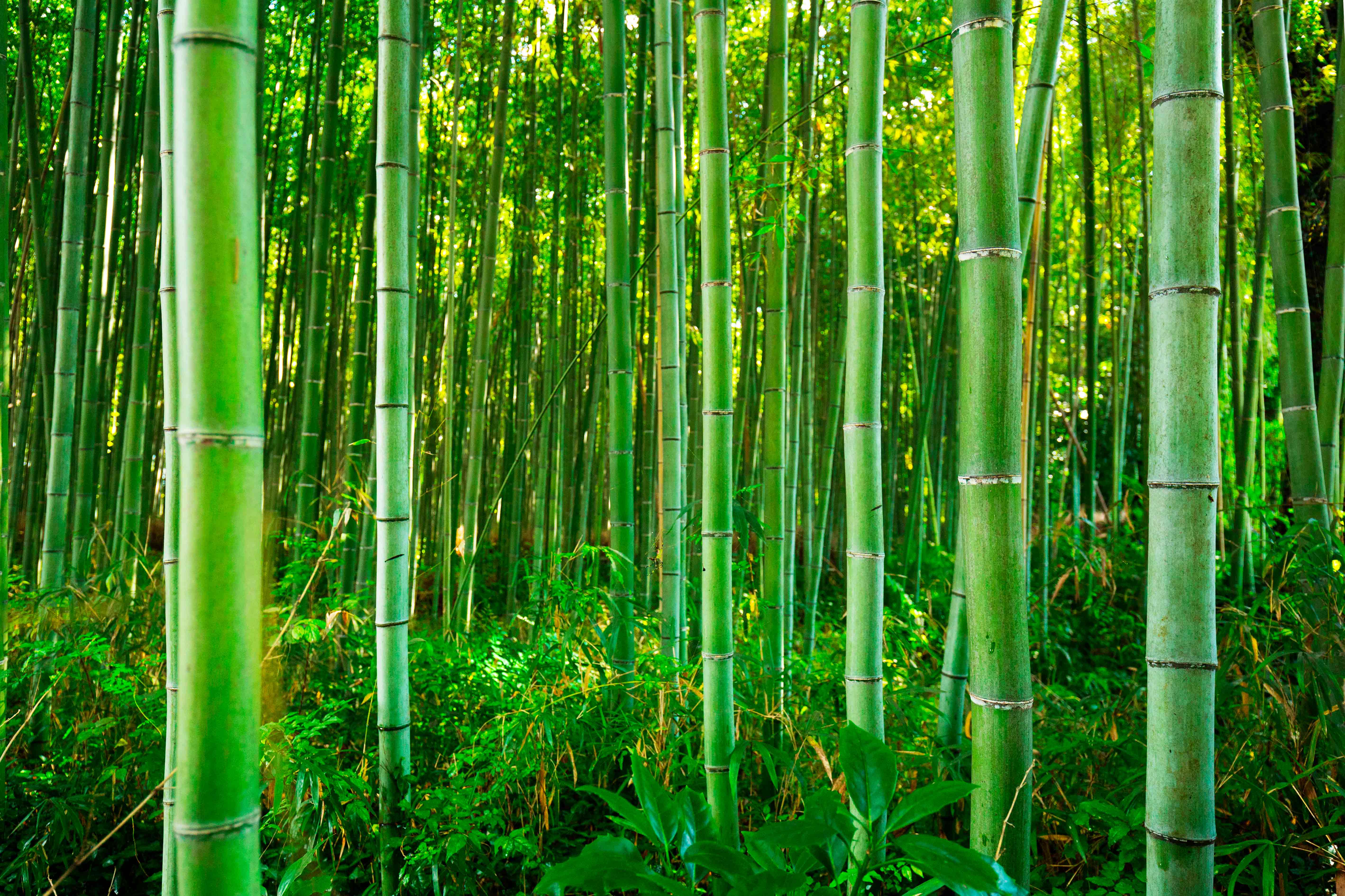 Mural Medida Personalizada