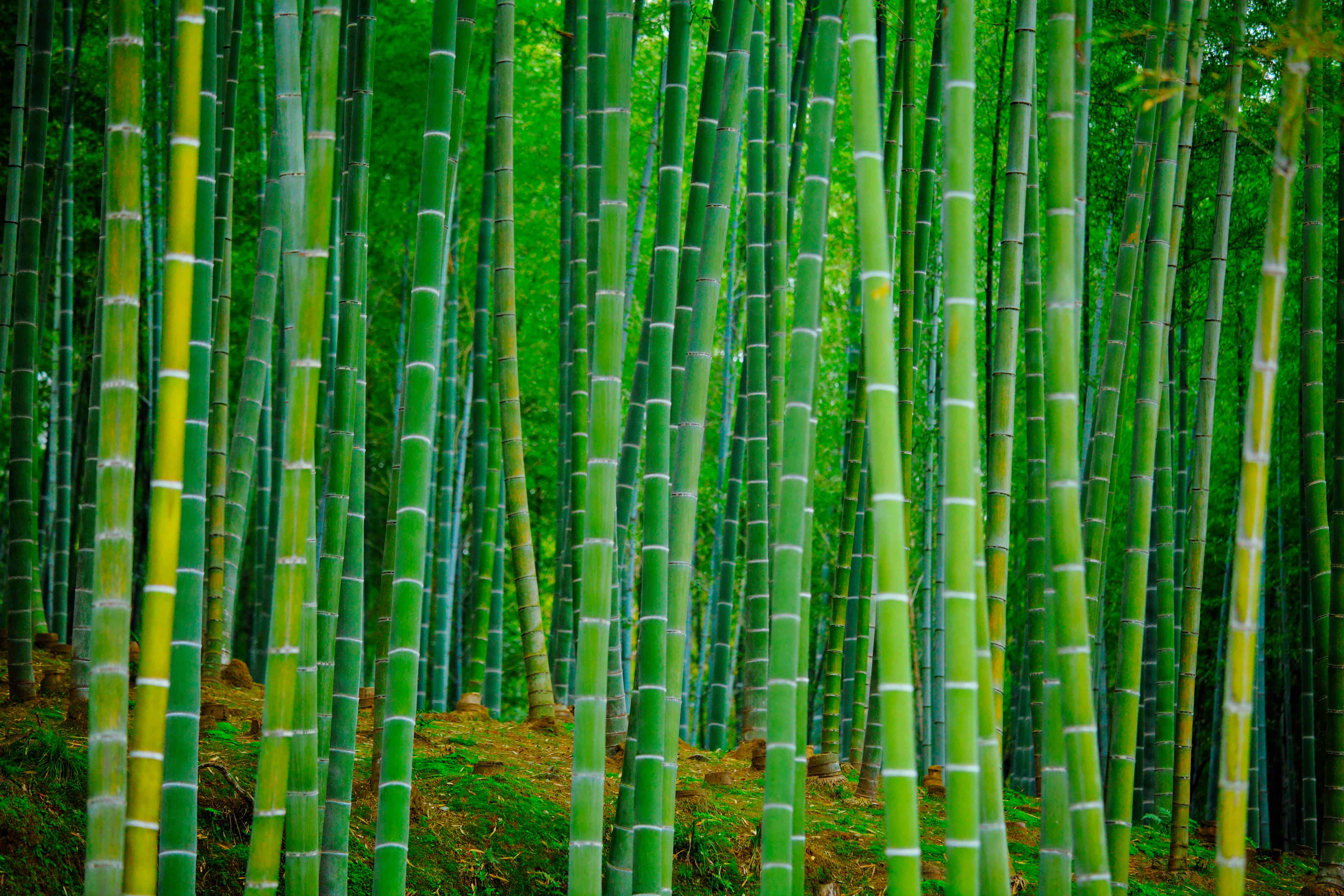 Papel Tapiz Mural Bambú 2